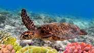 Honu swimming 