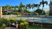 Palm Tree surround Tennis Court