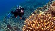 Scuba Lessons Anyone?