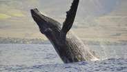Hawaiian for Whale is Kohola
