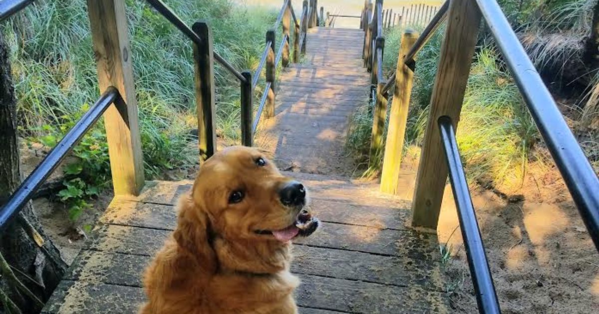 Pet Friendly Rentals Lake Michigan Cottages