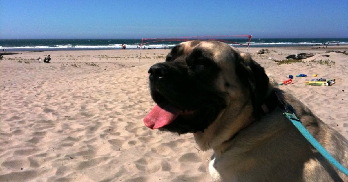 Pet Friendly Rentals Oregon Coast Manzanita Beach Getaway Manzanita