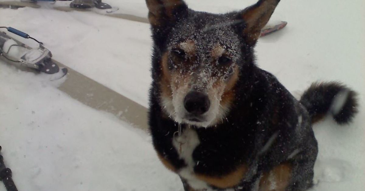 Pet Friendly Condos and Homes in the Waterville Valley All Mountain