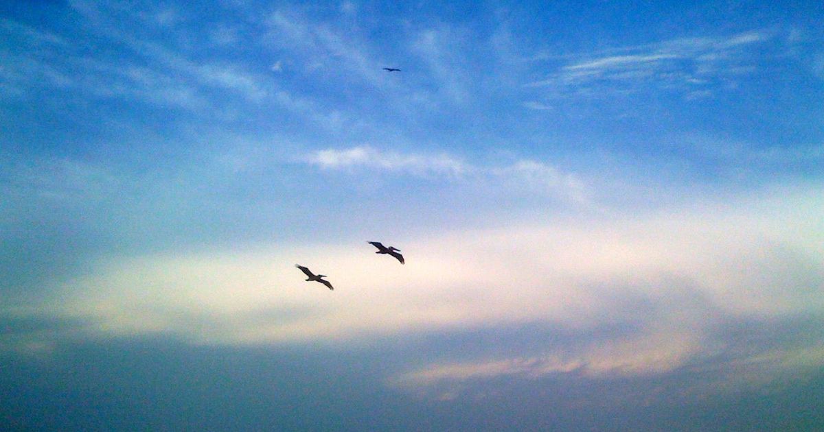 Palisade Palms Vacation Rental Properties Texas Coastal Realty, LLC