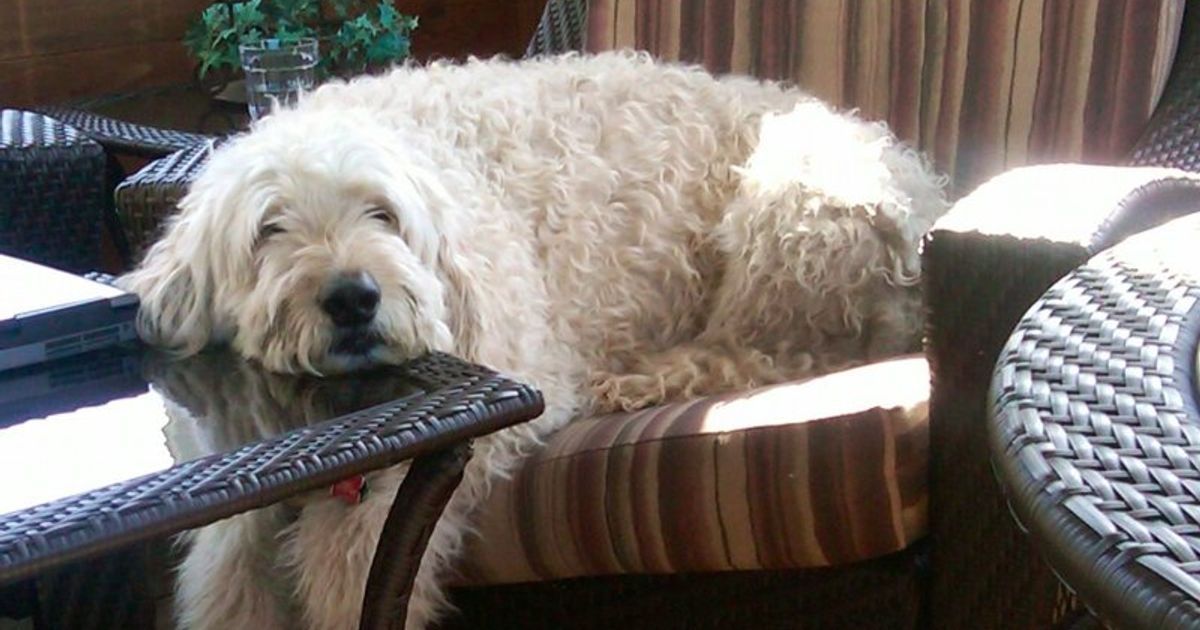 Lake Placid Pet Friendly Vacation Rentals Lake Placid